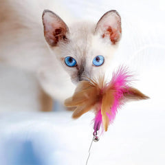 Cat Toys Feather Collar